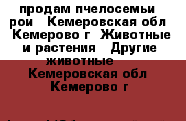 продам пчелосемьи, рои - Кемеровская обл., Кемерово г. Животные и растения » Другие животные   . Кемеровская обл.,Кемерово г.